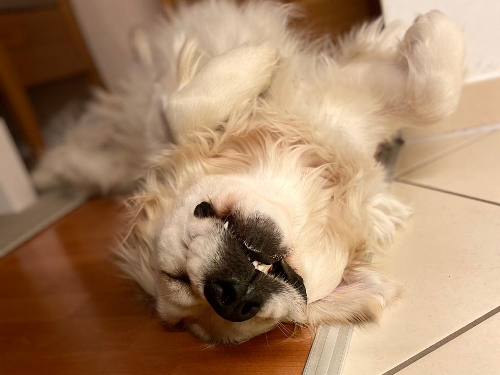 Ein hund liegt auf dem Rücken